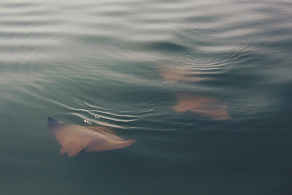 stingray